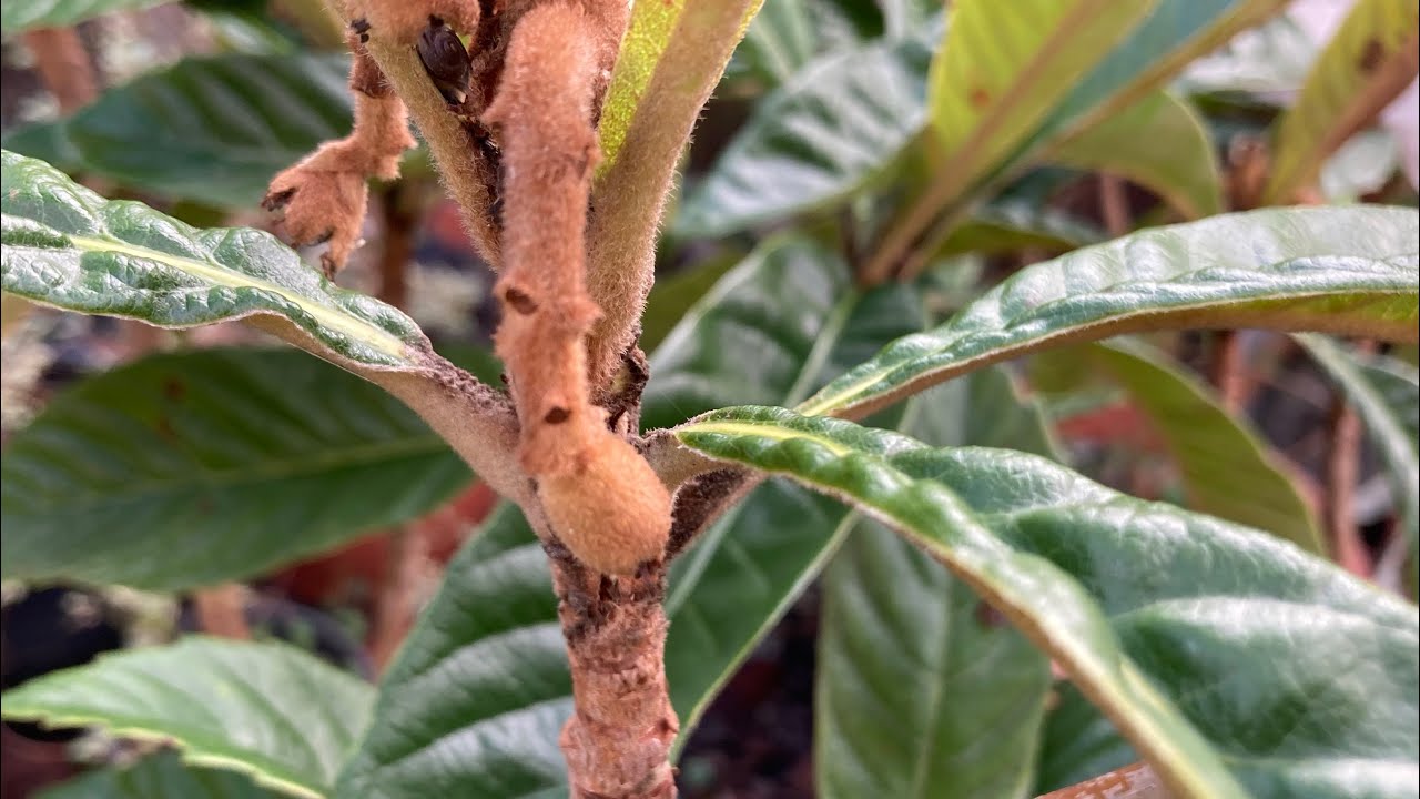 Loquat embryo fruits in late January, have they been ruined by the cold or are they still alive 😬