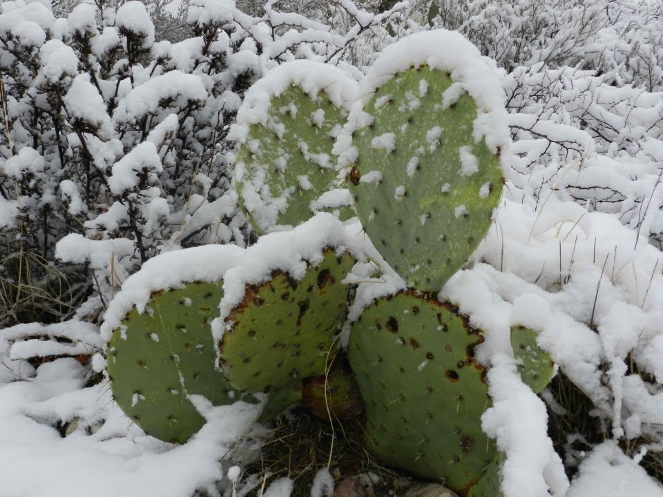 How to Overwinter Cacti and Succulents