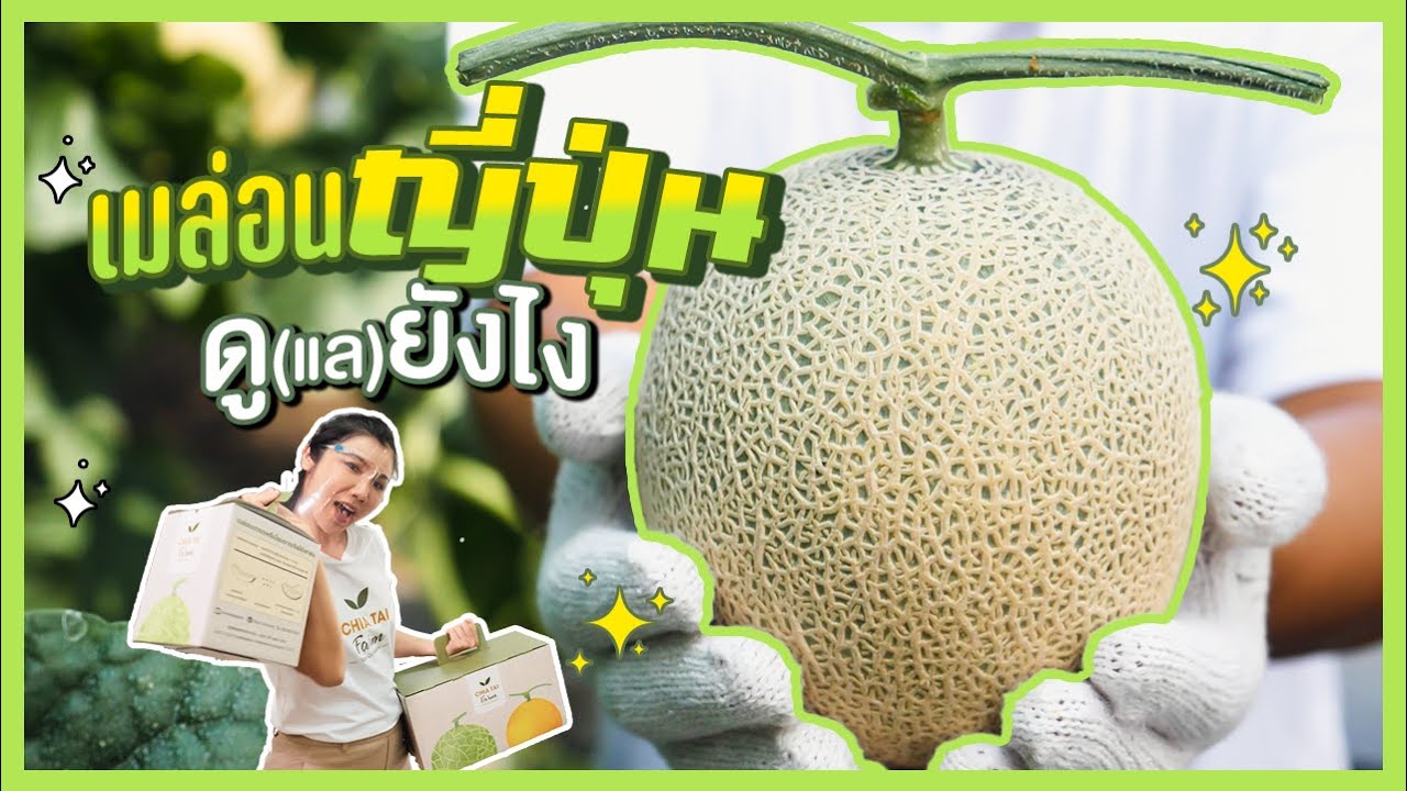เมล่อนญี่ปุ่นดู(แล)อย่างไร l Chia Tai Farm Premium Japanese Melon
