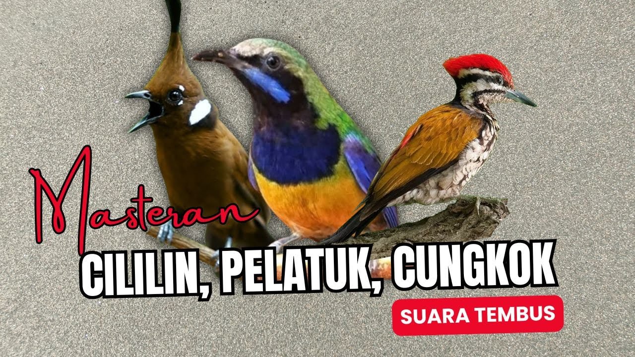 Masteran Tembak Cililin, Pelatuk, Cungkok | Masteran Roll Tembak Suara Tembus