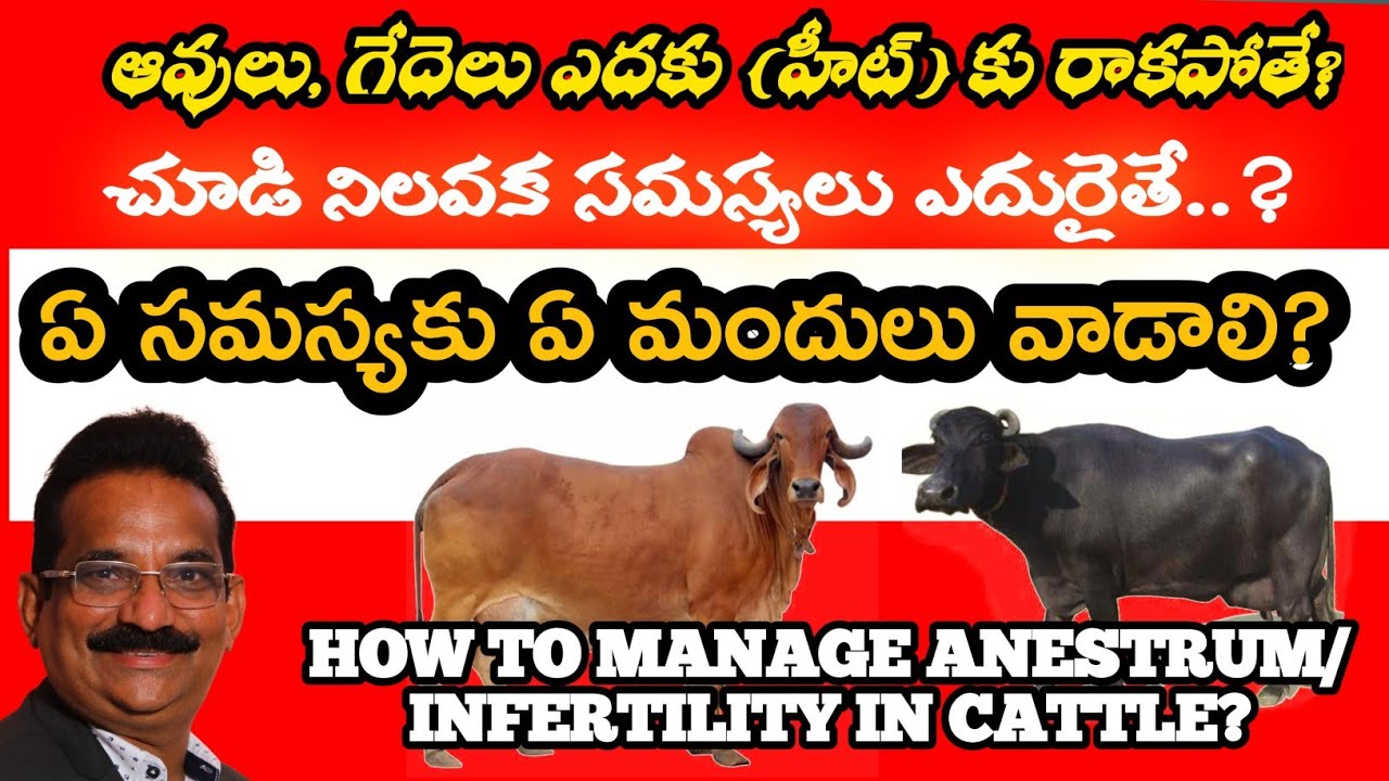 How to manage Anestrum in cows & Buffaloes| పాడి పశువులు సక్రమంగా ఎదకు(HEAT)రావాలంటే ఏ మందులు వాడాలి