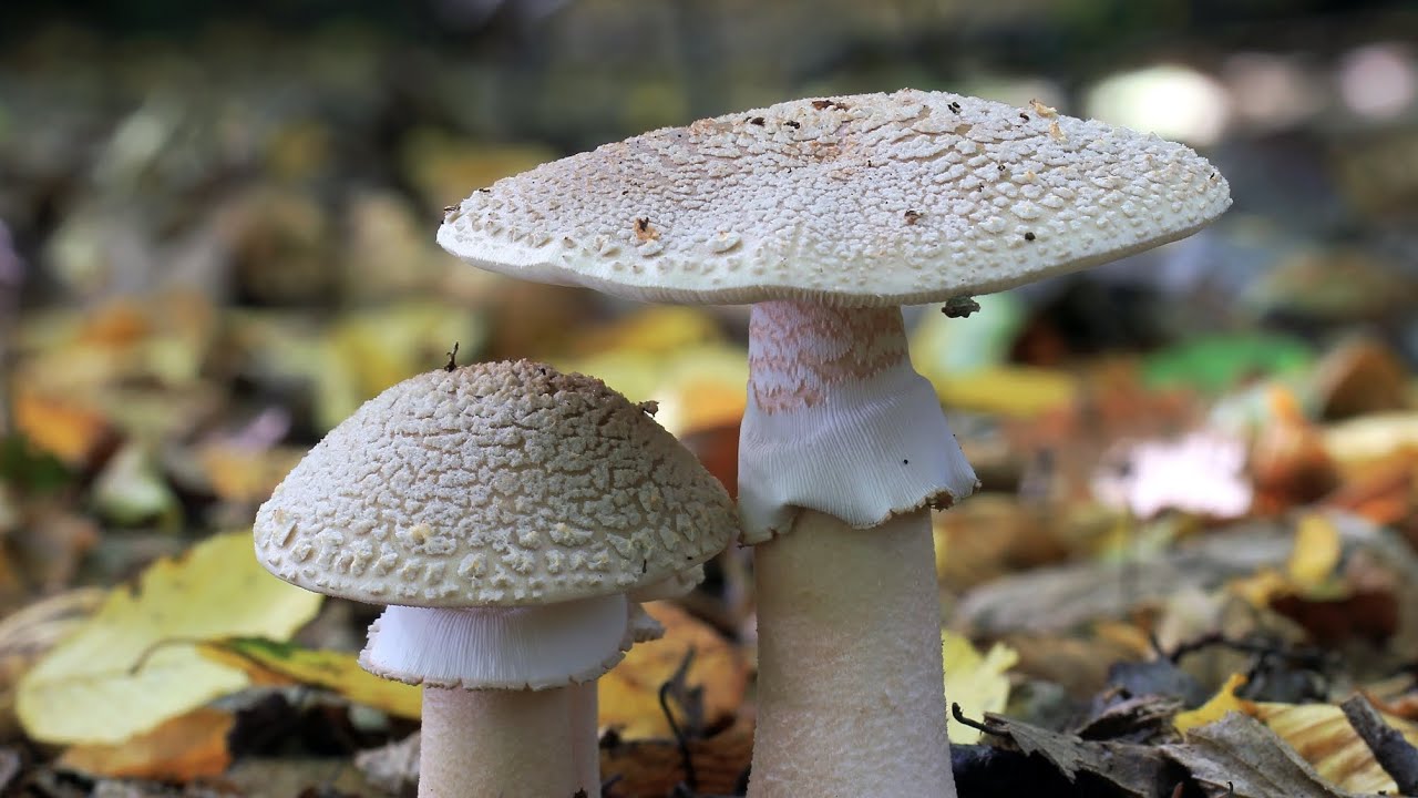 După bureți în pădure, ce am găsit.