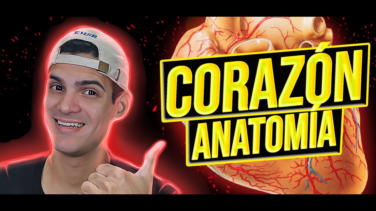 🚀VASCULARIZACIÓN + Circulación  MAYOR y MENOR | Aprende de una vez por todas (Parte 3)