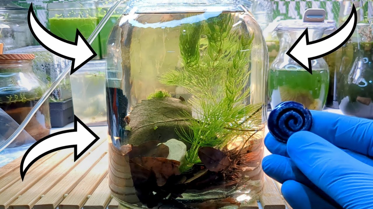 Nano Tank Setup with Phillips Fish Works' Bag of Bugs!