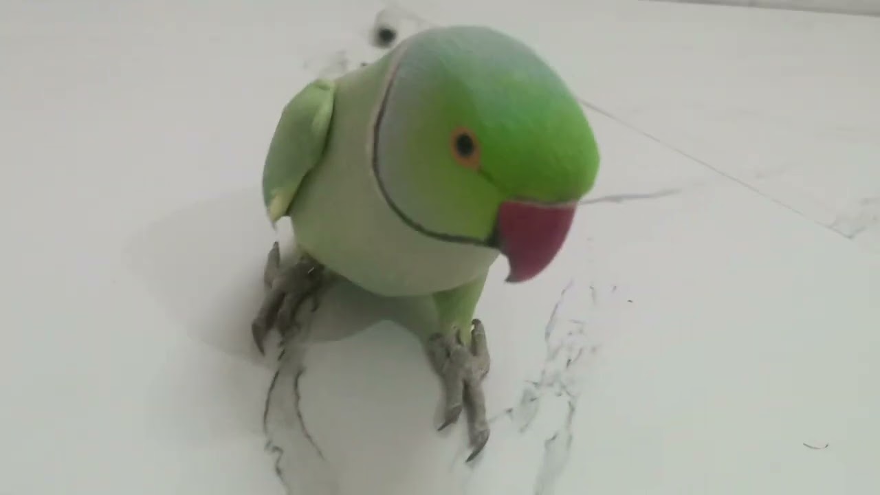 शरारती मिट्ठू 🥰  | original voice parrot full video # netural voice #trending# talkingparrot#video 