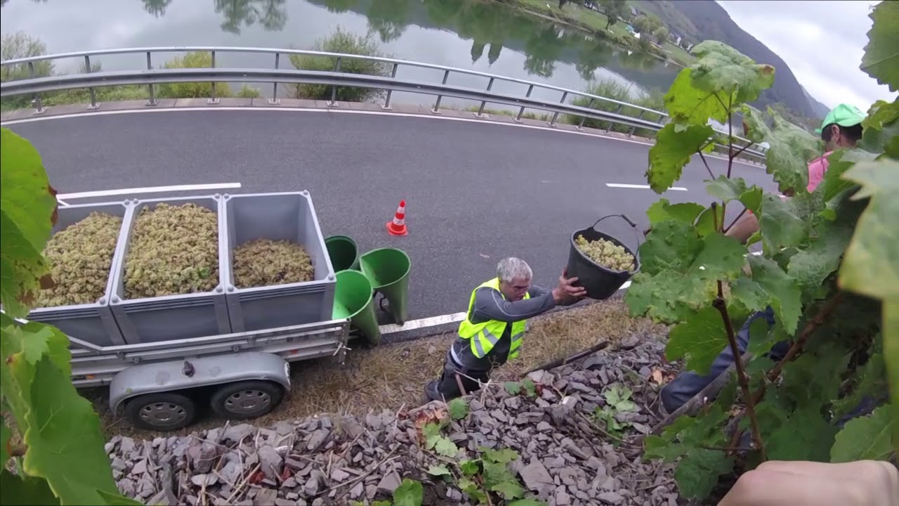 WeinSchmiede Online 3 Ich nehme euch mit - Mosel Weinlese 2020