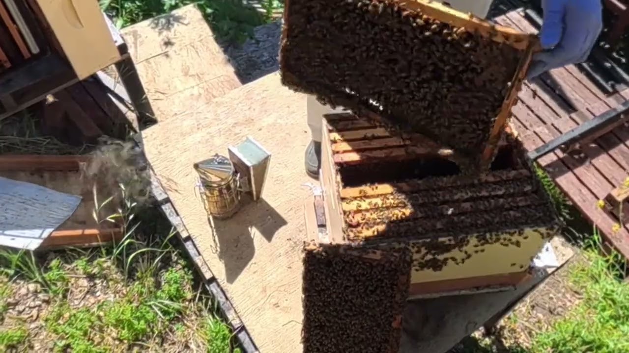 Красавец Голивуд! Beautiful Hollywood bees