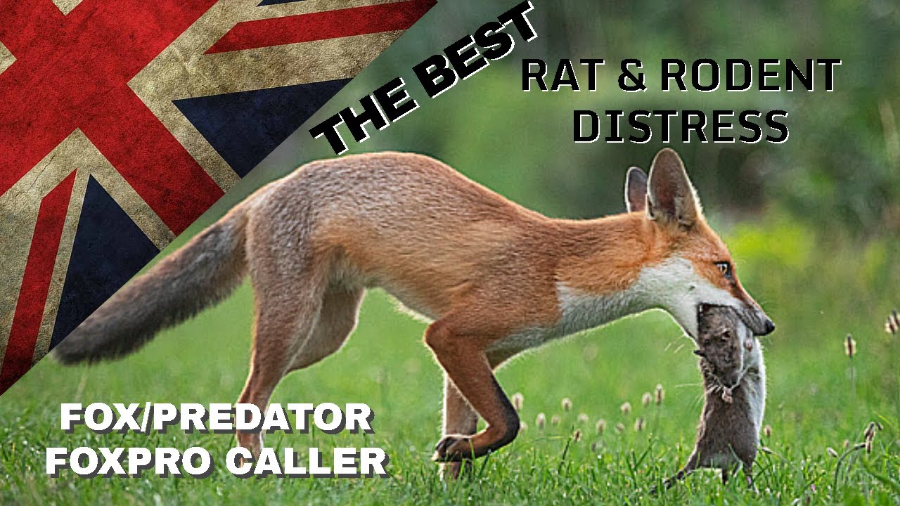 THE BEST! Fox Caller Sound - FoxPro Vermin Pest Control - Squeek Hunting Shooting Predator