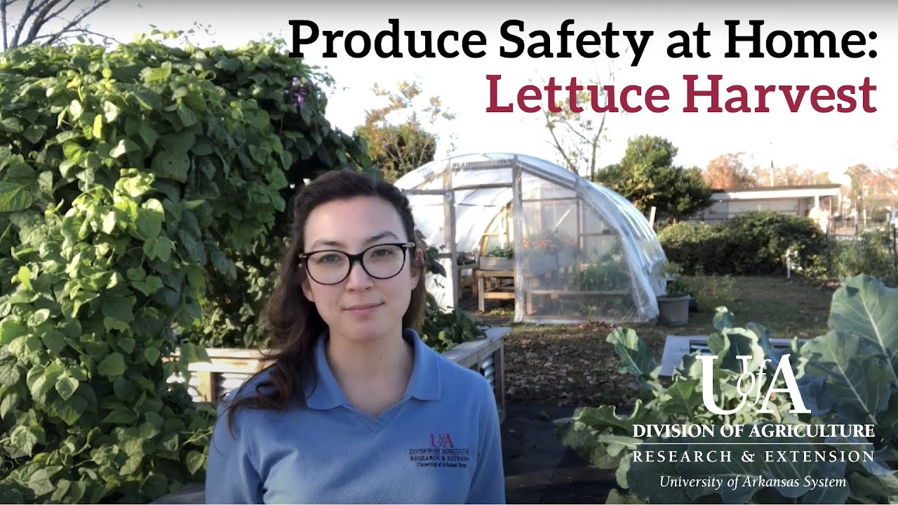 Produce Safety in the Home Garden: Lettuce Harvest