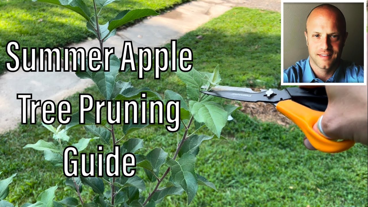 How to Summer Prune and Train Young Apple Trees
