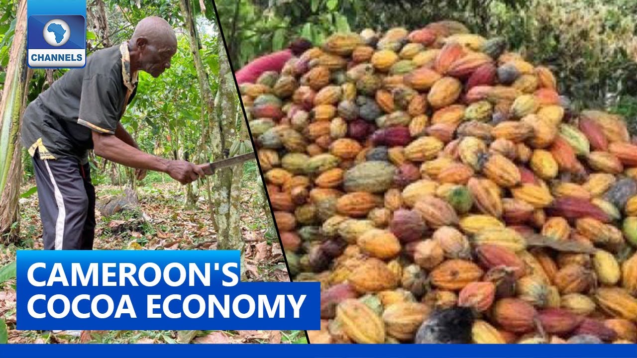 Prolonged Dry Seasons Threaten Cocoa Production In Cameroon
