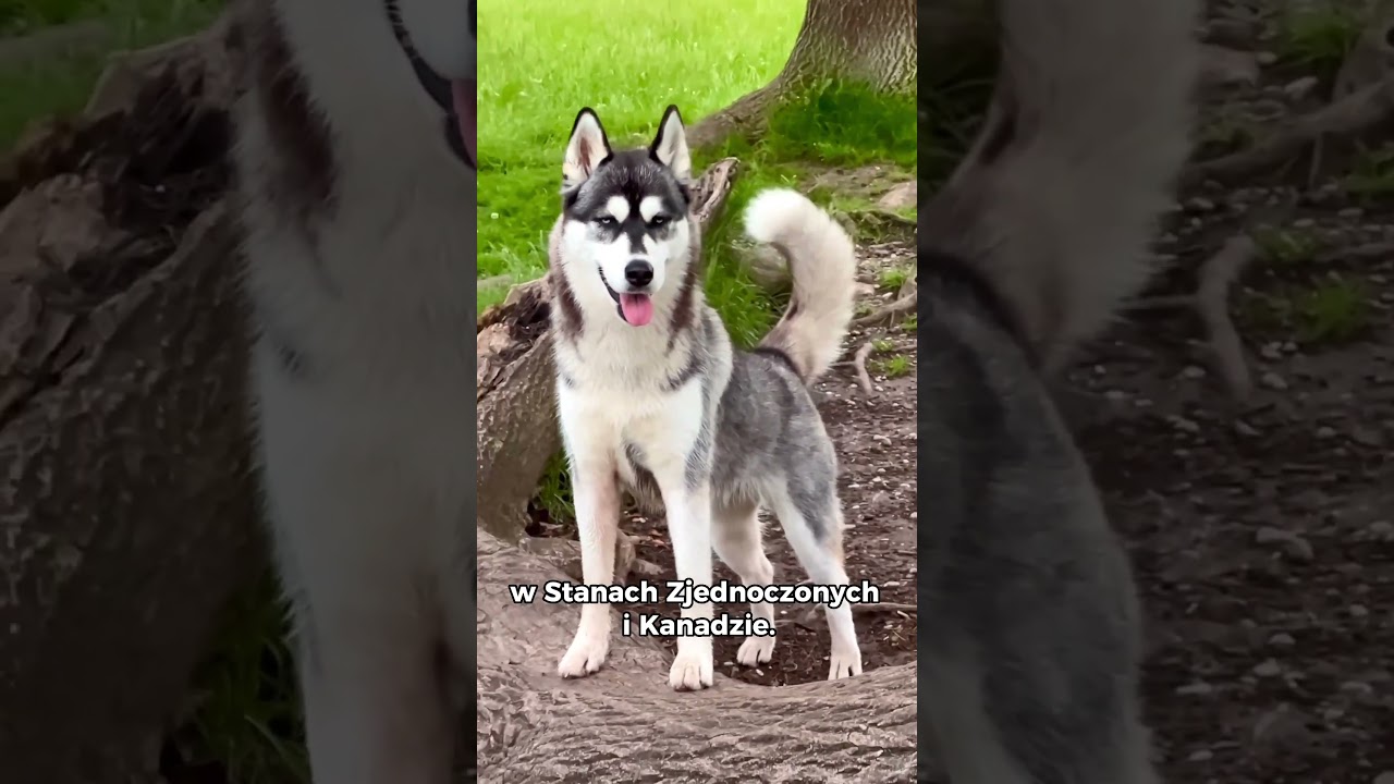 Kr&oacute;tko o rasie husky