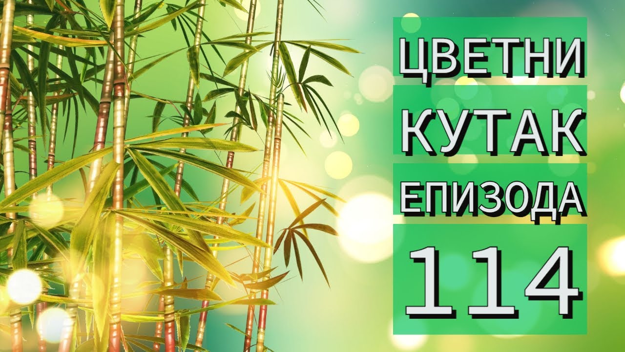 Cvetni kutak ep. 114 13.01.2022. Kućica za ptice, sadnja jelke, zaštita bambusa, Kopaonik, kurkuma