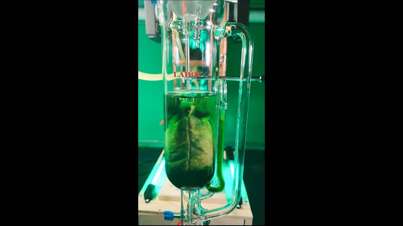 Cannabis oil Extraction, with Soxhlet Extractor.