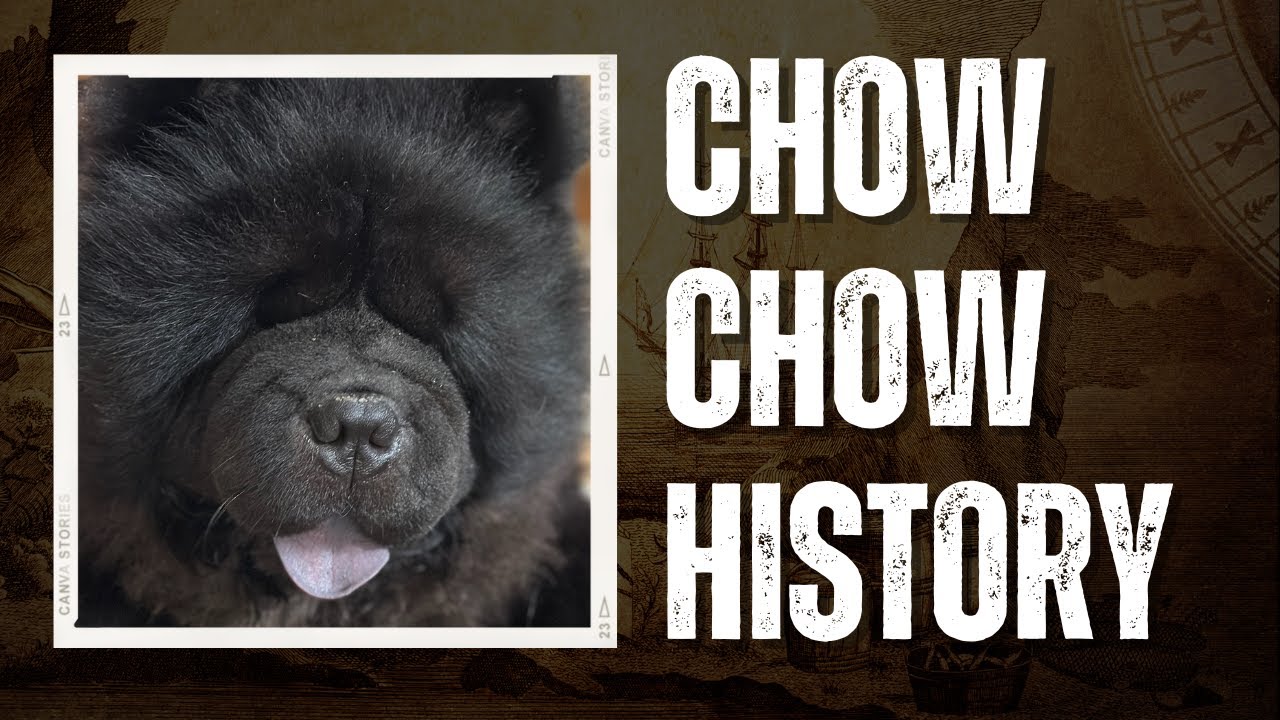 Chow Chow Dog Breed History | Theories about the Breed's origins