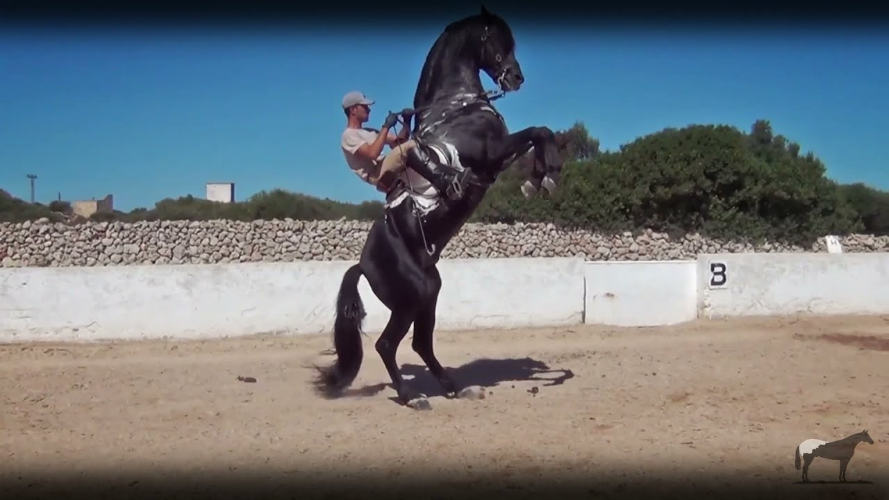 El Caballo Menorquin 🐴-Del Cerro Soy