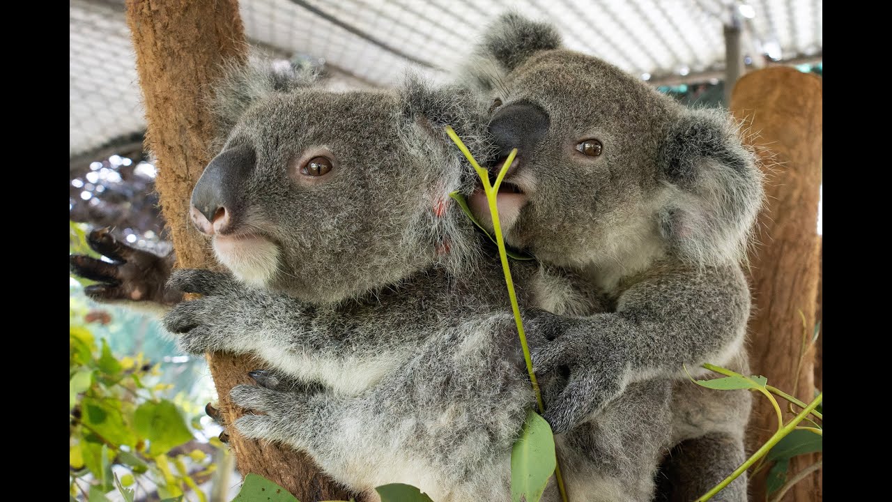 Kindy Kids and Joey Buddies
