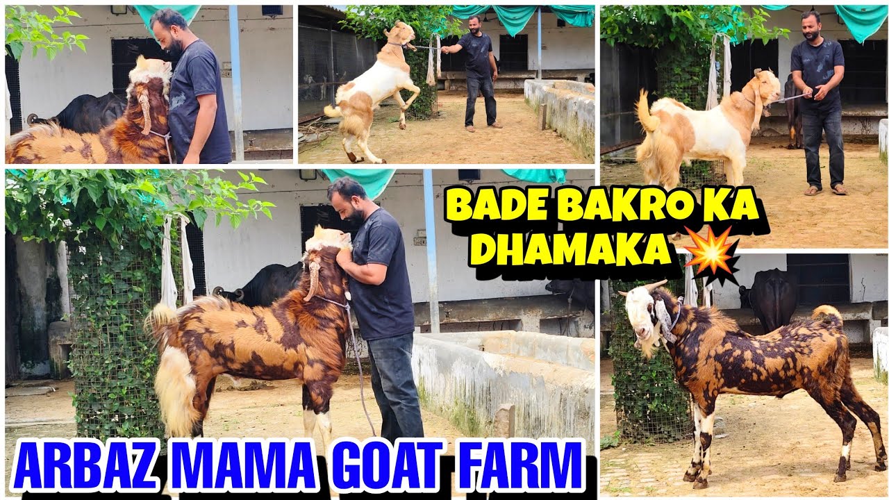 Arbaz mama goat farm gujri bade bakro ka dhama 💥 | #tonkbakramandi #tonkgoatmarket 
