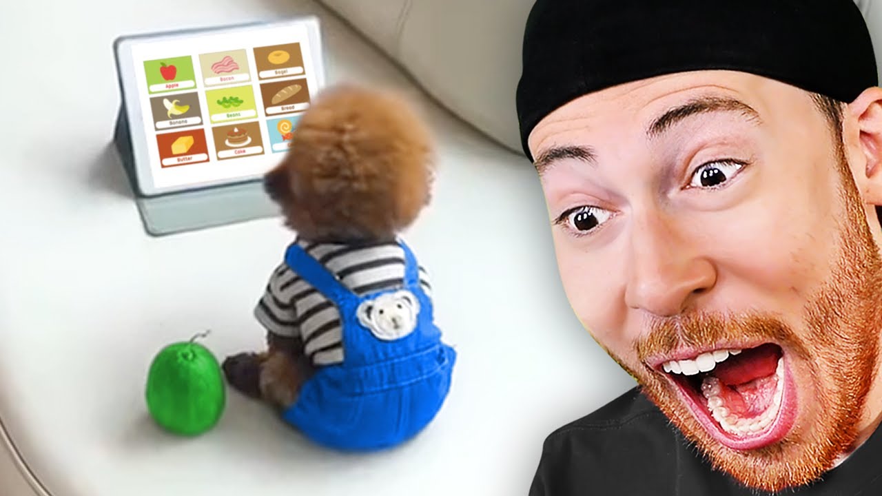 Reacting to the World's Smartest Animals