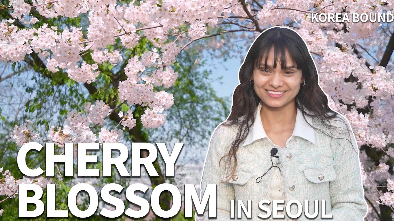 Cherry Blossom Hunting in Seoul! | KOREA BOUND