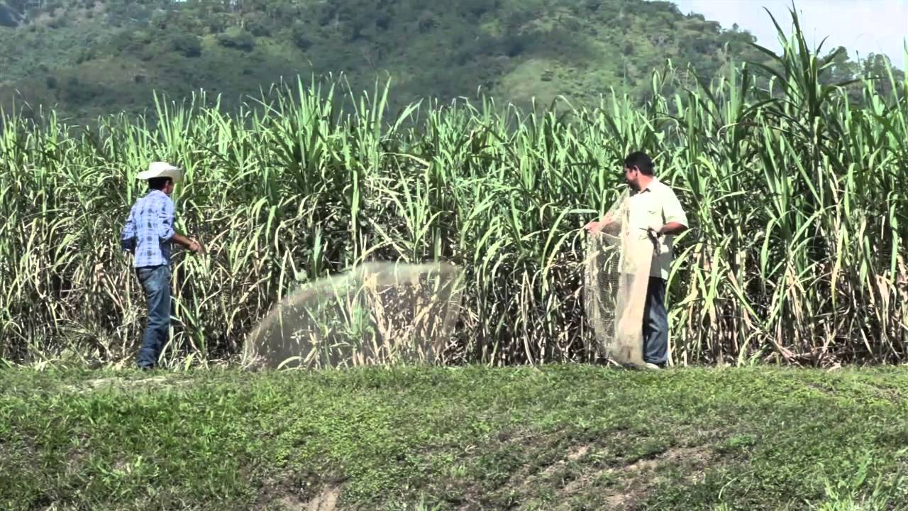 Families in Honduras Thrive with Gifts from World Vision Canada | World Vision