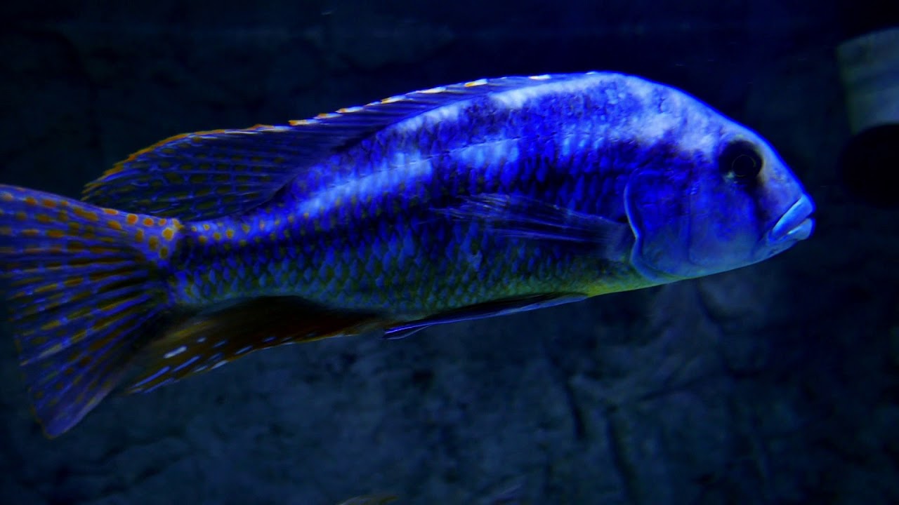 Huge African Cichlids for the thousand time! super cool close ups with extreme color