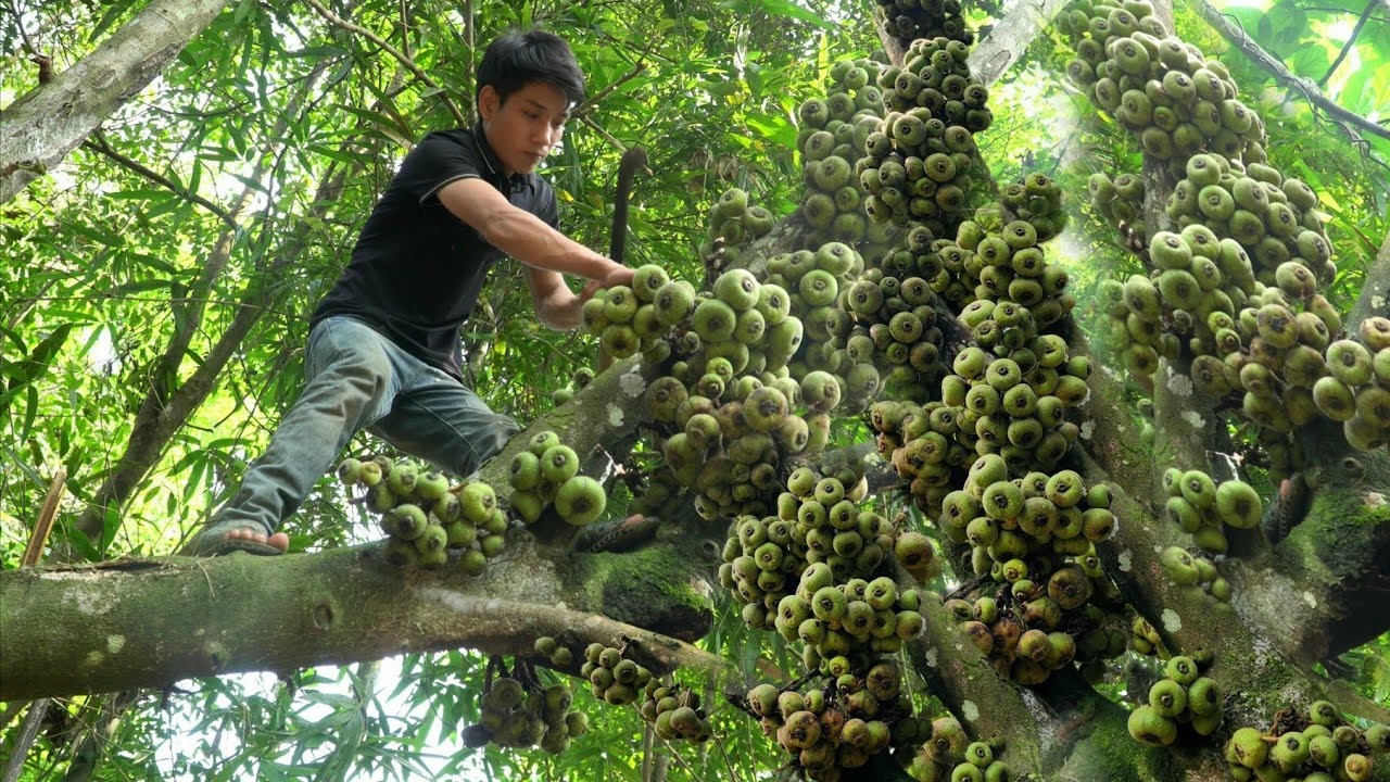 Harvest giant figs for sale, Fence around garden, Grow cabbage | Triệu Văn Tính