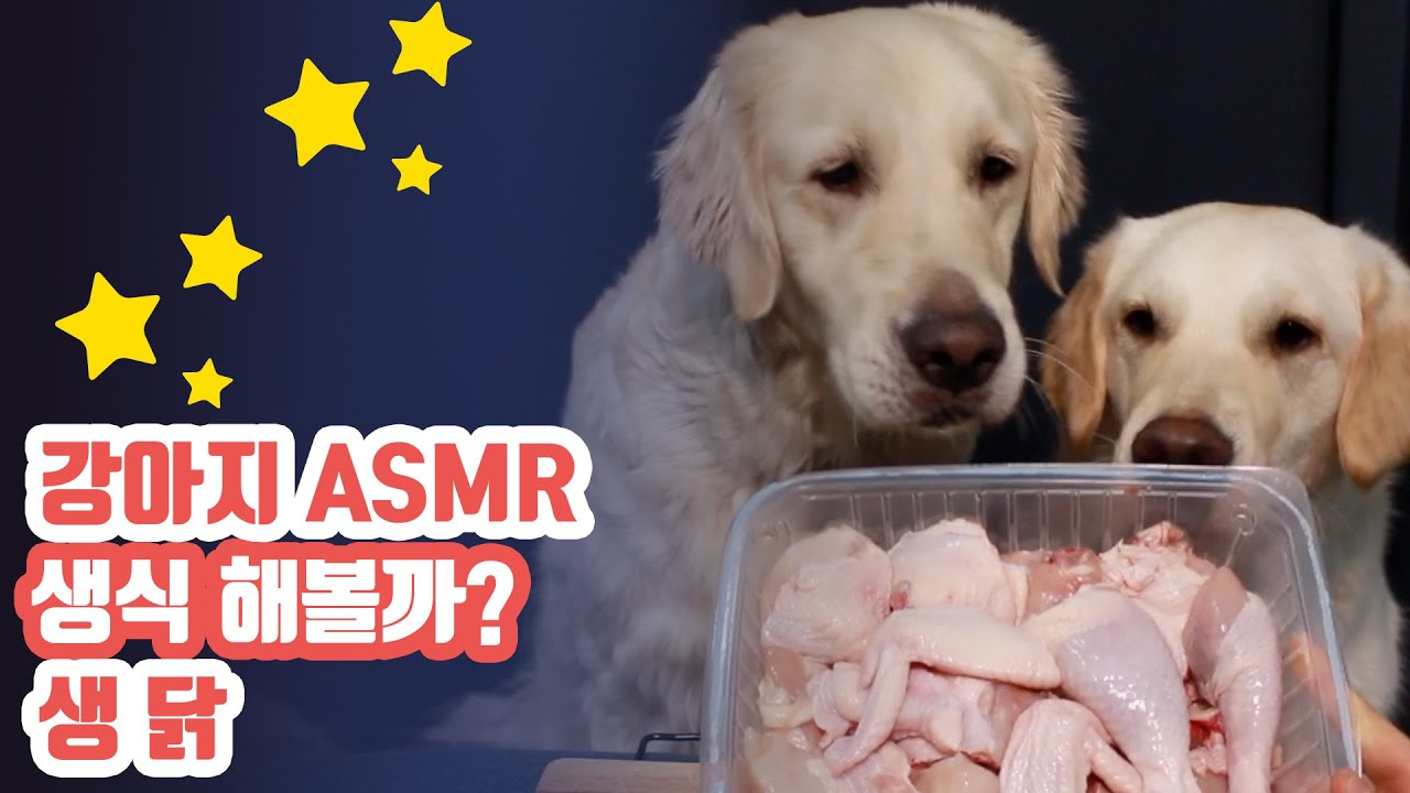 강아지 먹방(ASMR) 생닭 I 사료? 생식? 고민하지말고, 없어서 못먹는 닭고기 l 너무 앗있게 먹는거 아니야..? 나도 먹고싶어지게..