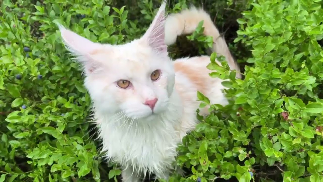 A Quiet Morning Picking Blueberries with My Maine Coon