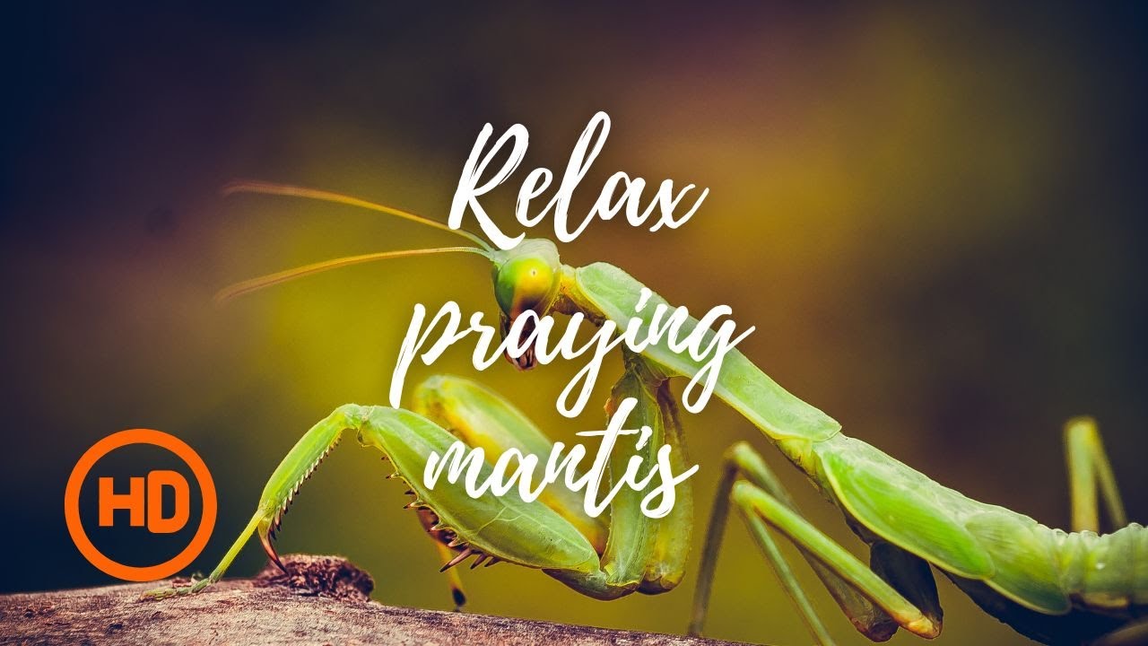 Relax praying mantis / Sleep music / Meditation / Relax / Sleep / Sounds / Nature / Made in Ukraine
