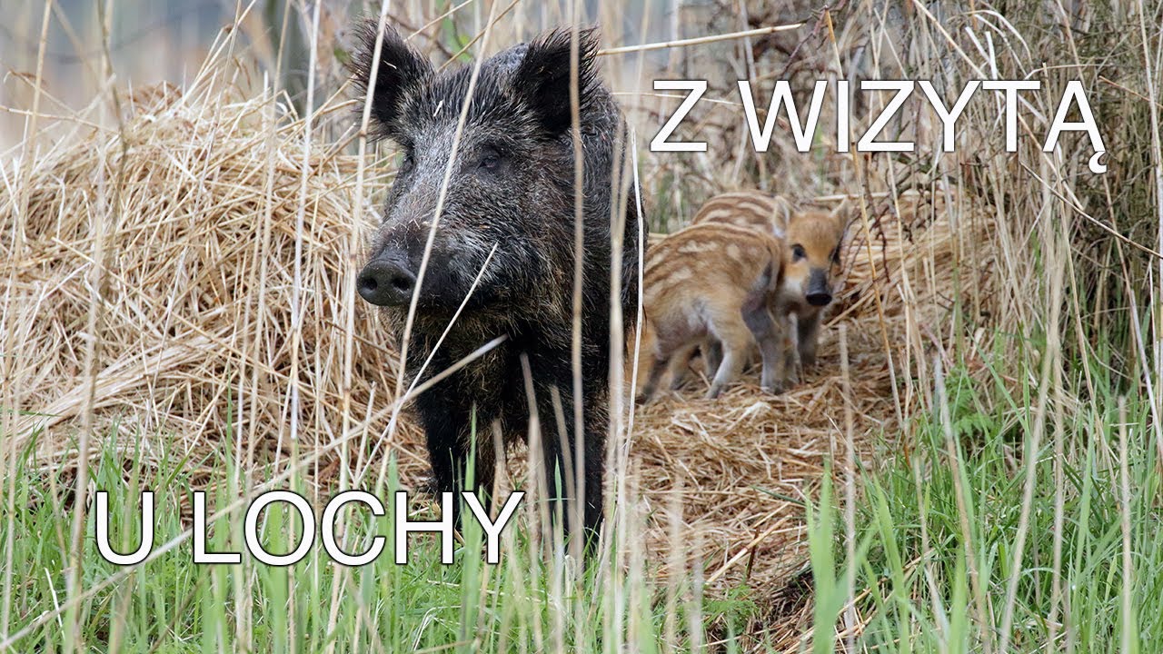 Z wizytą w barłogu dzików