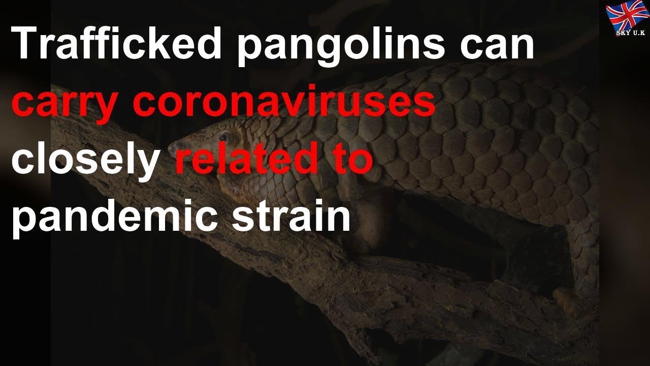Trafficked pangolins can carry coronaviruses similar to current strain