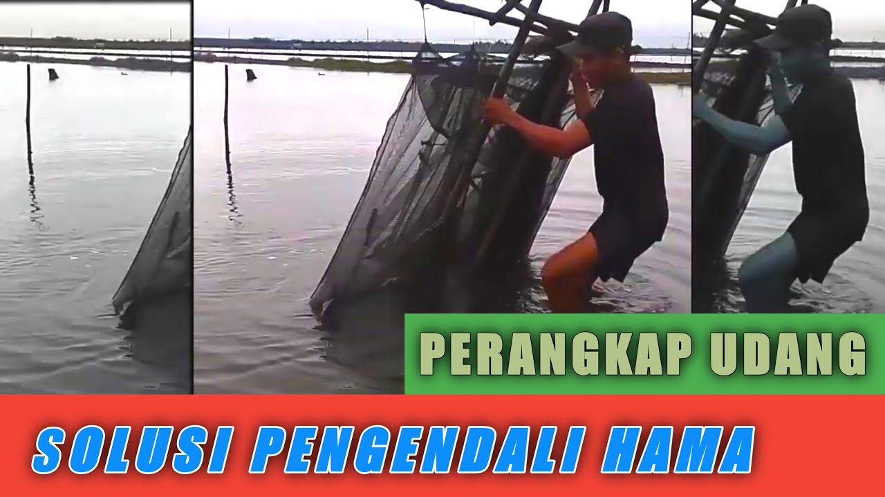 CARA MEMBUAT PERANGKAP UDANG DAN IKAN
