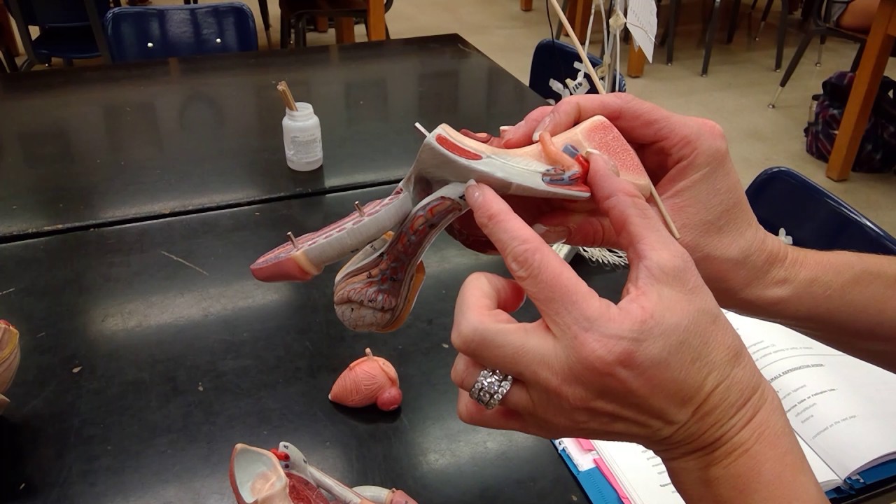Lab Video  Male Reproductive System