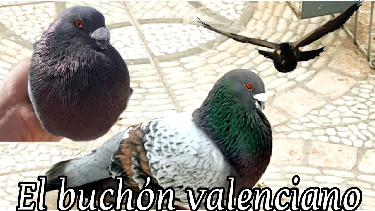 EL PALOMO VALENCIANO Y su distintas LINEAS #buchonvalenciano