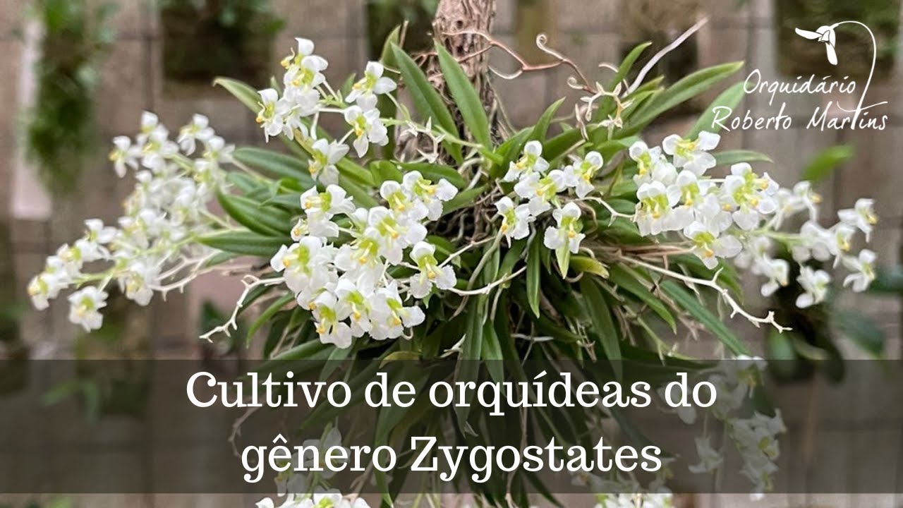 Cultivo de orquídeas do gênero Zygostates