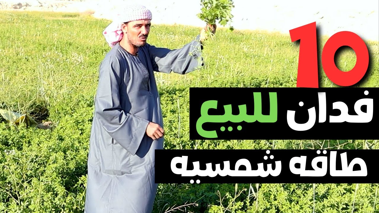للبيع 10 فدان مزروعين لهم حصر جمعيه وكارت ذكي بجوار القريه في الفرافره