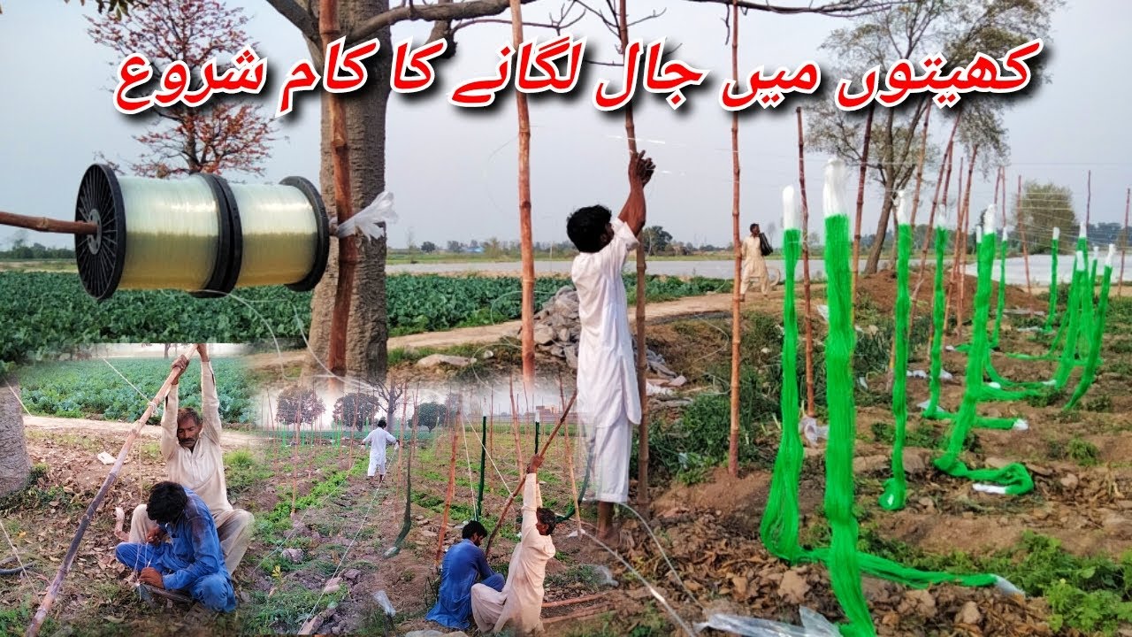 How To Set up Plant Support Trellis Netting in Tunnel Farm I Crop Net Lagany Ka Tareeka I Step (2)
