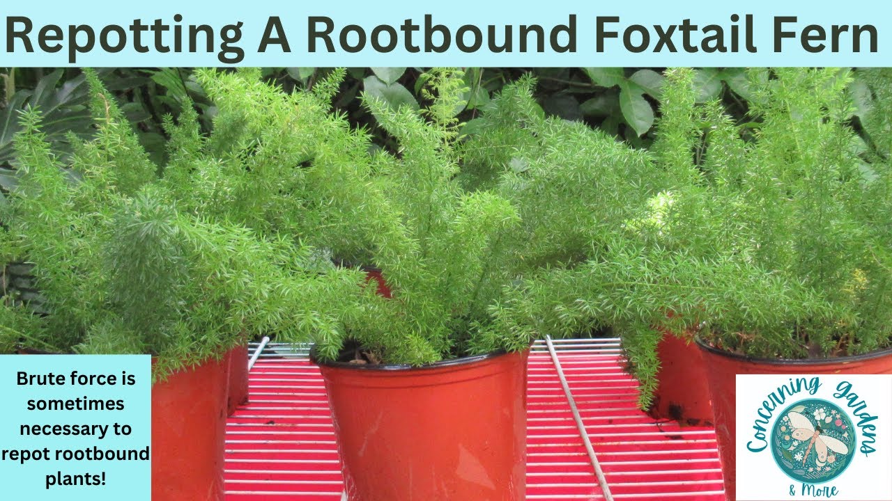 Repotting a very rootbound Foxtail Fern sometimes requires a brutal approach!