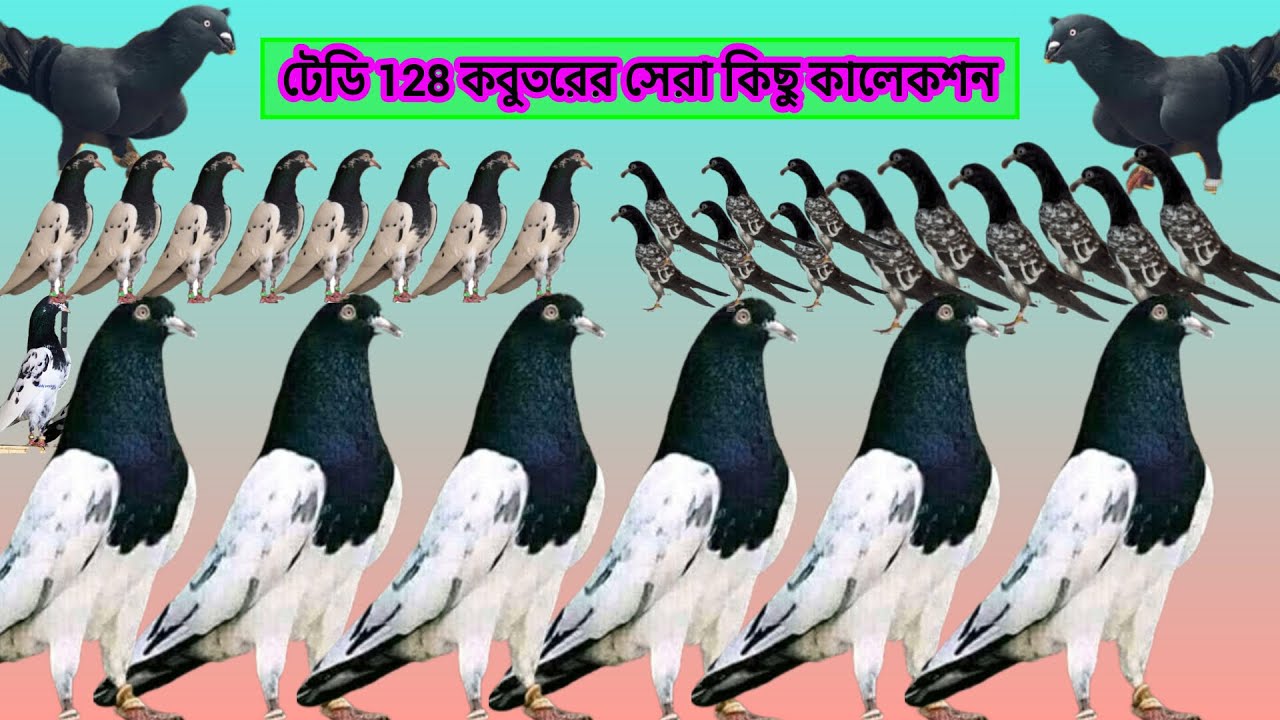 টেডি 128 কবুতর এর সেরা কিছু কালেকশন ✅teddy 128 kobutor 