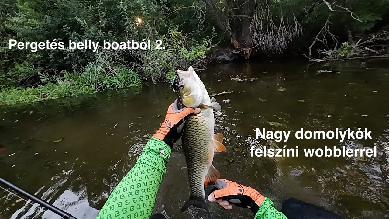Pergetés belly boatból 2. rész - Néhány szebb domolykó, felszíni wobblerrel.