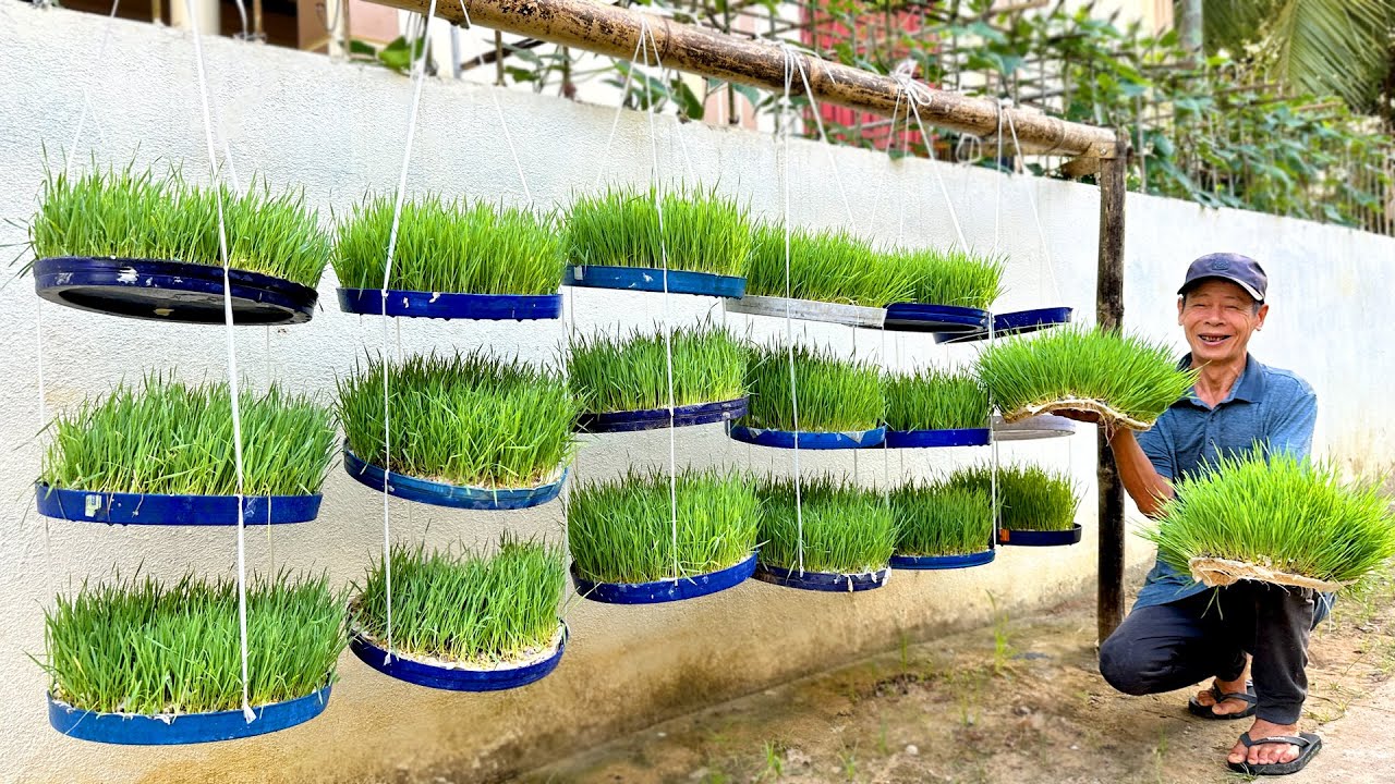 Суперлегко выращивать, просто полив!Почва не нужна&mdash;попробуйте прямо сейчас, чтобы увидеть результаты