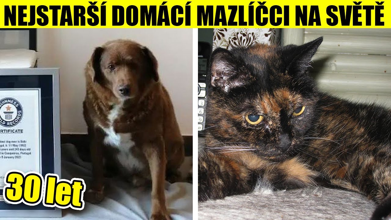 TOP 5 NEJSTAR&Scaron;&Iacute; DOM&Aacute;C&Iacute; MAZL&Iacute;ČCI NA SVĚTĚ