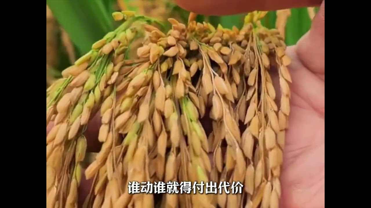 37亿惠农补贴归还背后，藏着怎样的玄机？​