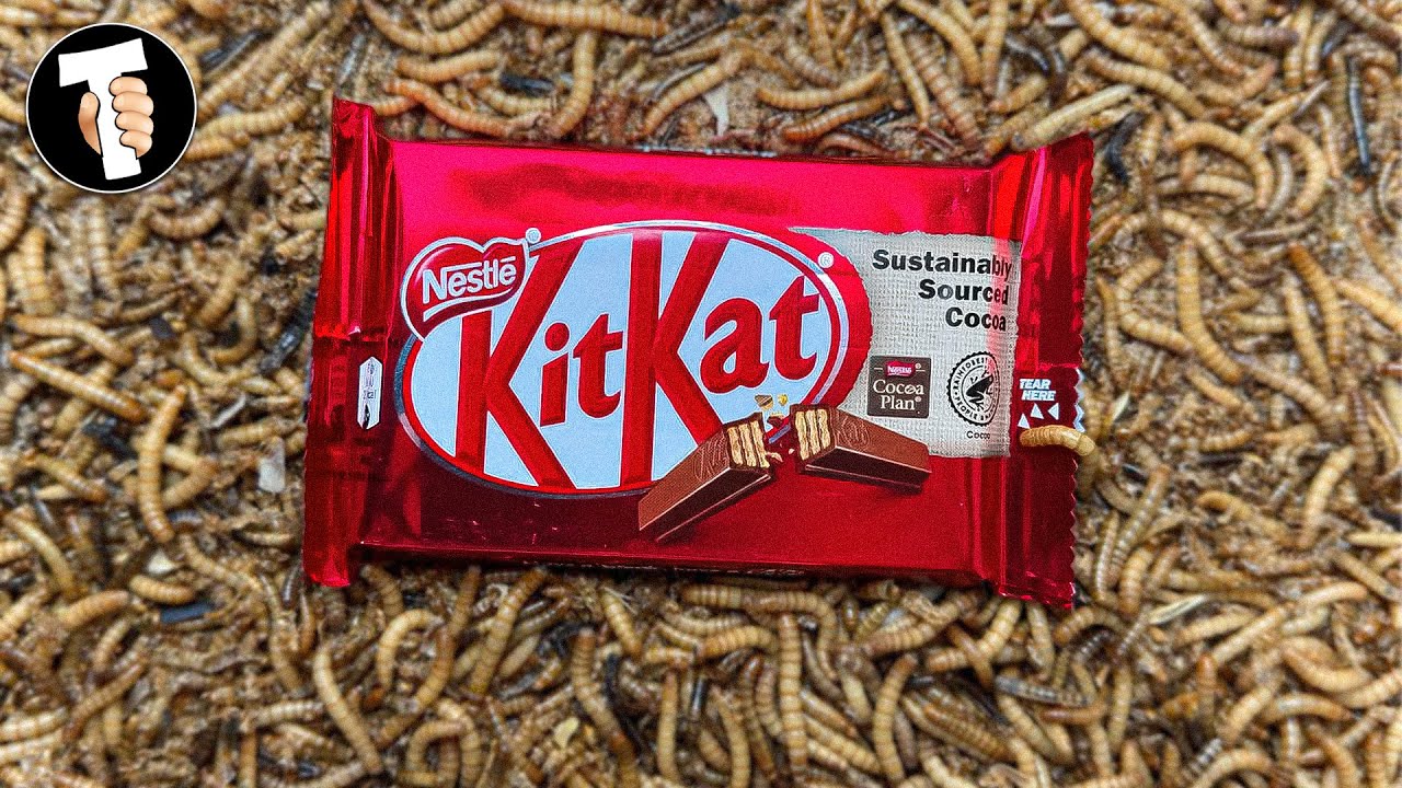 10'000 Mealworms VS KitKat chocolate l Mealworm timelapse compilation