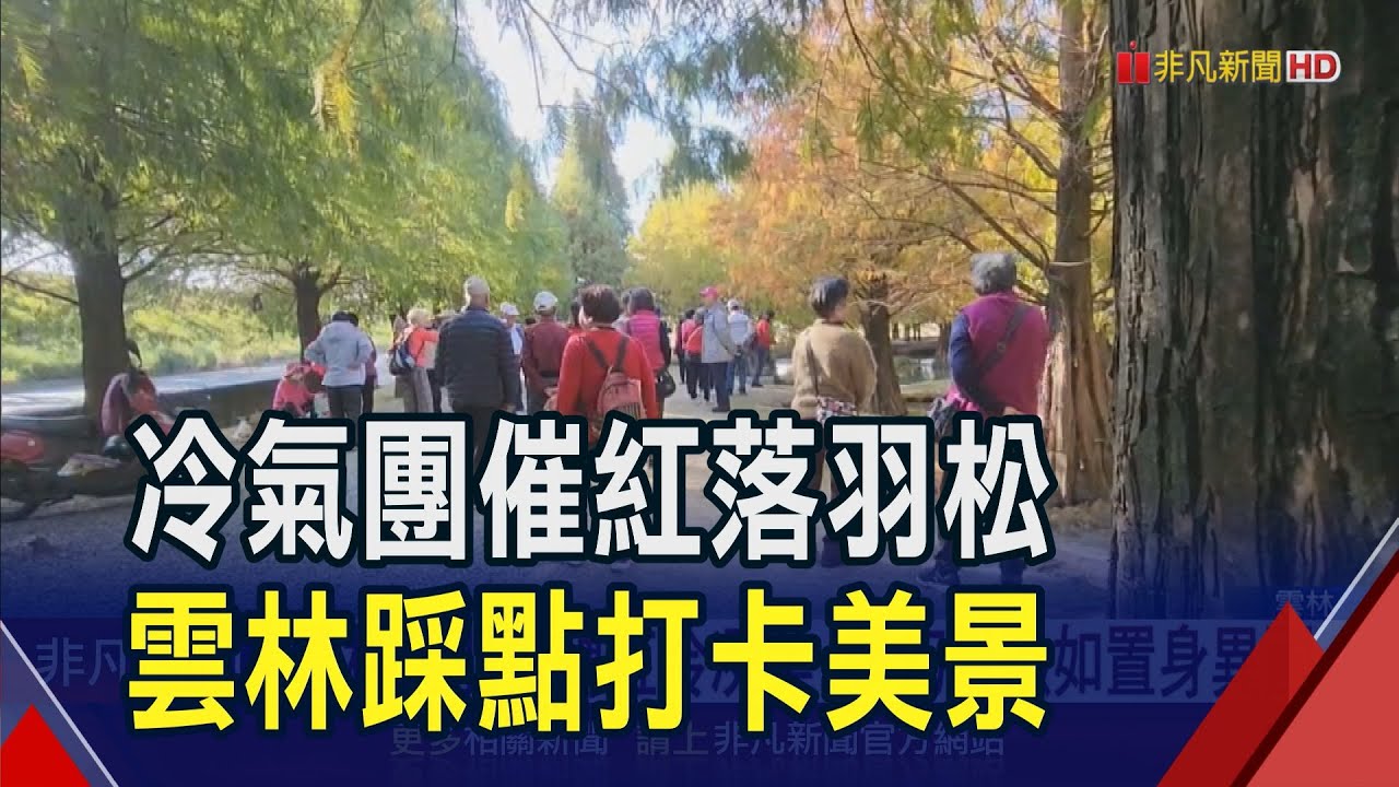 雲林落羽松轉紅呈現冷冽美 夢幻景緻如置身異國 虎尾青埔落羽松有
