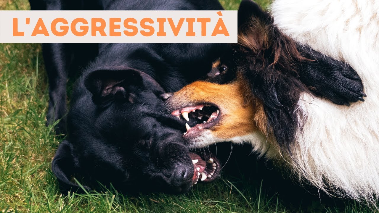 Cane Aggressivo con le Persone: Cosa Vuol Dire e Cosa Fare I Fabio Marinoni