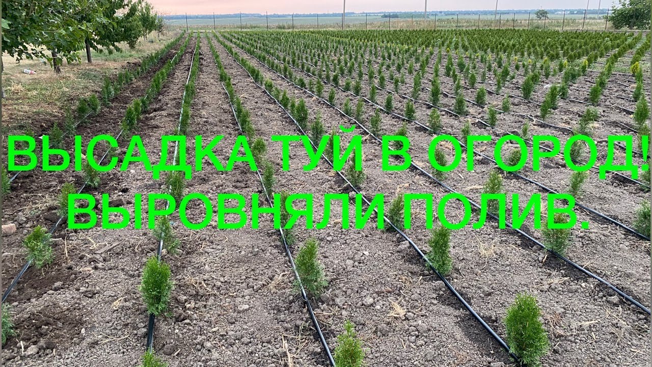 🌲🌳ПРОДОЛЖАЕМ ВЫСАДКУ ТУЙ СМАРАГД В ОГОРОД! А так же другие работы на участке!🌲🌳