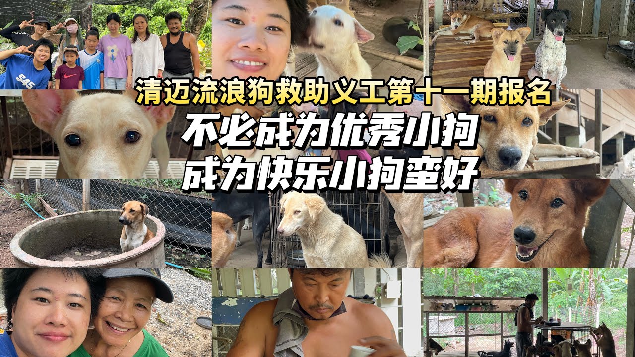 泰国清迈流浪狗救助义工第十一期，这周六报名中