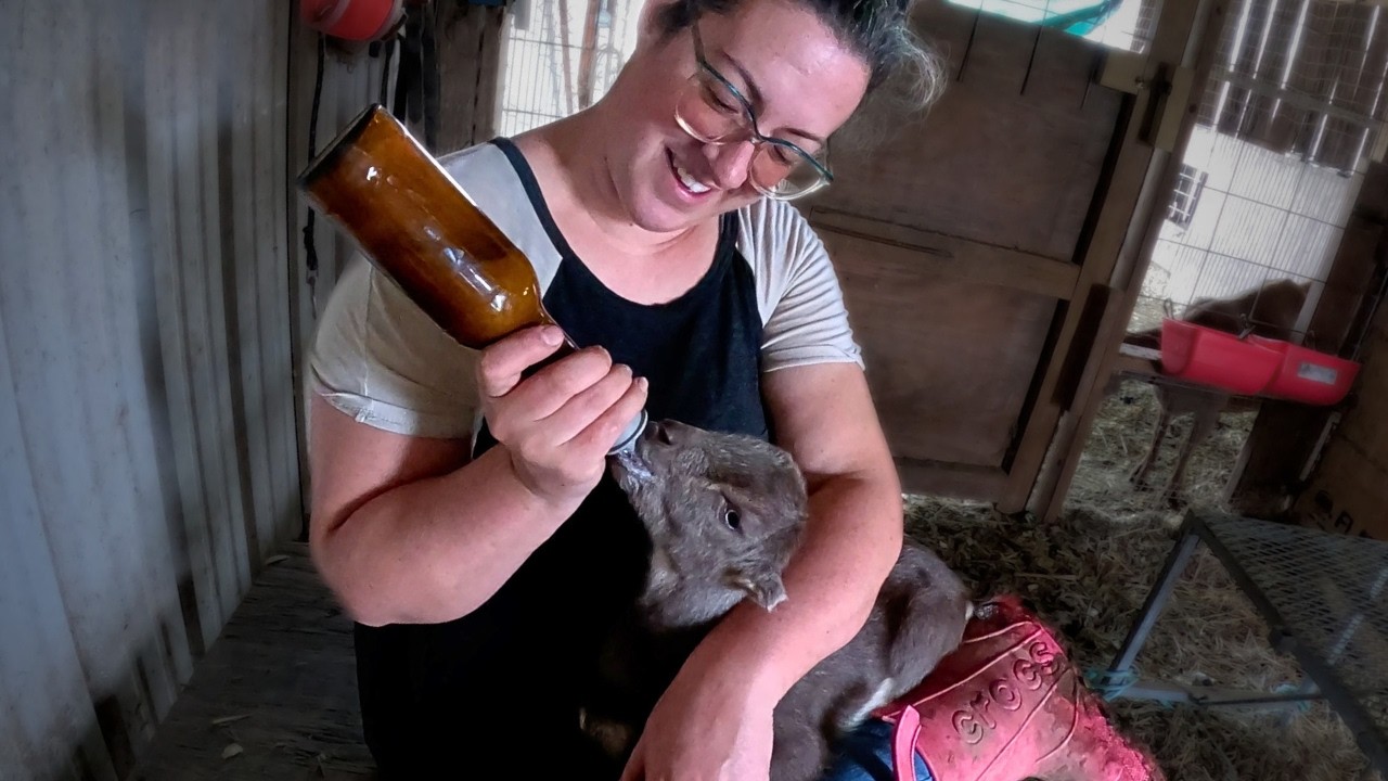 Homestead Life This Week:  Leaky Roof, Soil Delivery, Bottle Boost & Fresh Cheese!